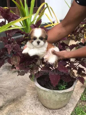 Shih Tzu Puppy