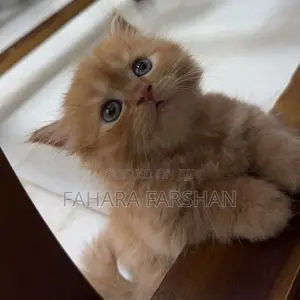 Persian Kitten