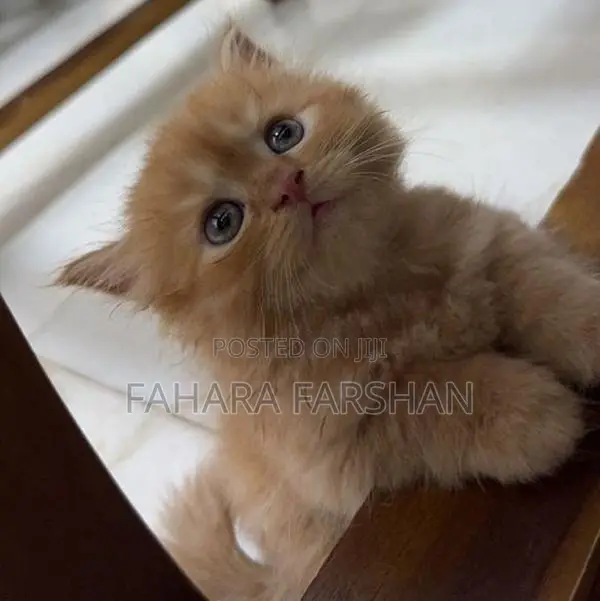 Persian Kitten