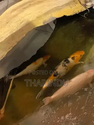 Koi kaf