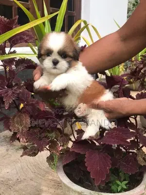 Shih Tzu Puppy