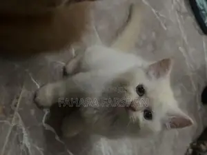 Persian Kitten