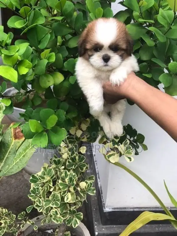 Shih Tzu Puppy