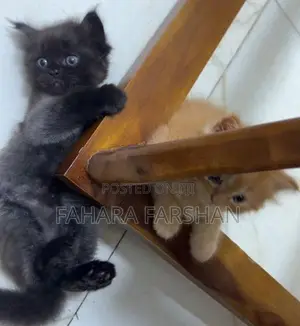 Persian Kitten