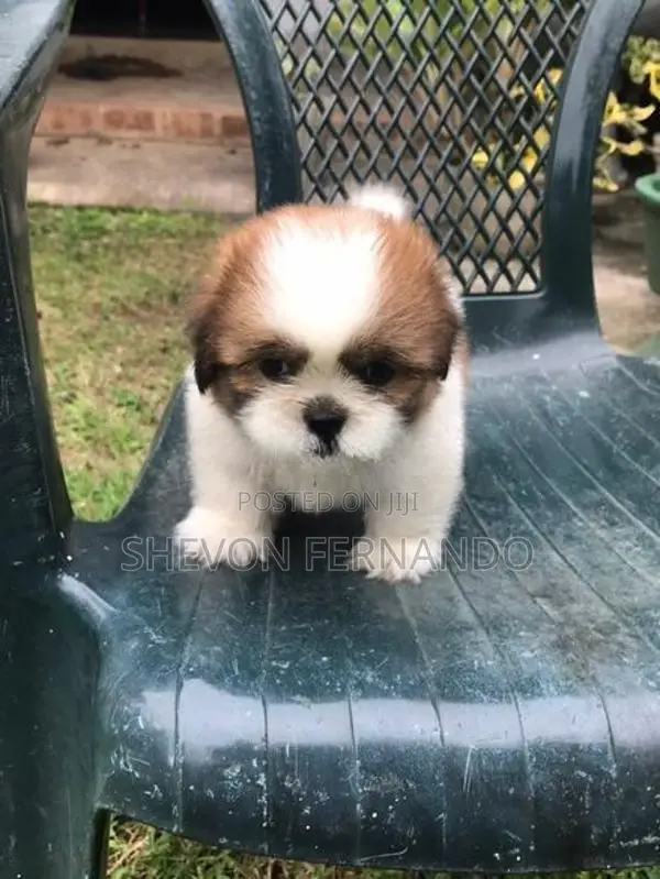 Shih Tzu Puppy