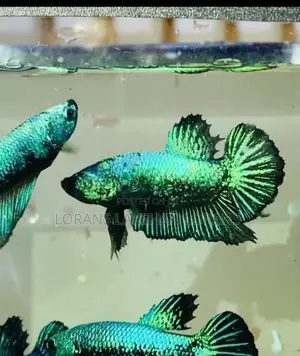 Laka Fighter Fish