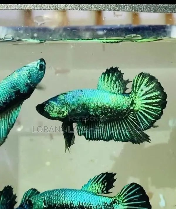 Laka Fighter Fish