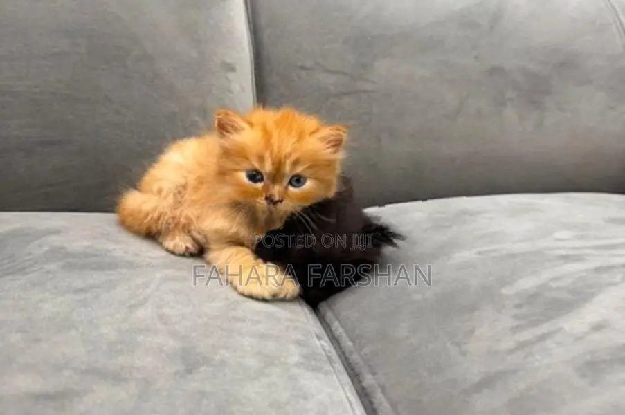 Persian Kitten