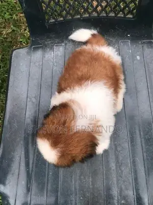 Shih Tzu Puppy