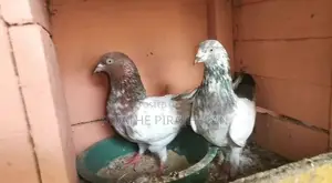 Timing Pigeons