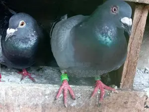 Pigeon