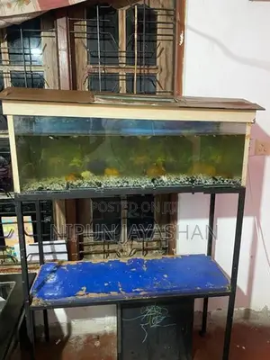 Fish Tank