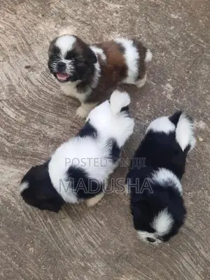 Shih Tzu Puppies