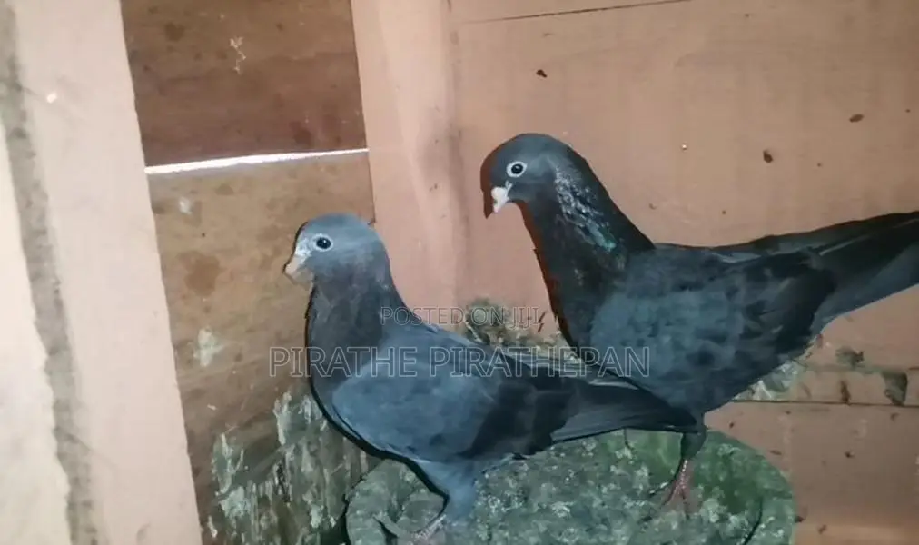 Timing Pigeons