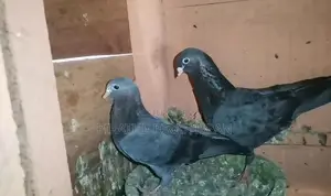 Timing Pigeons