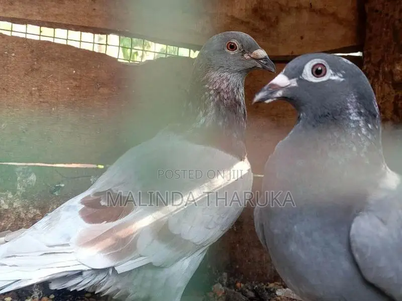 Pigeon