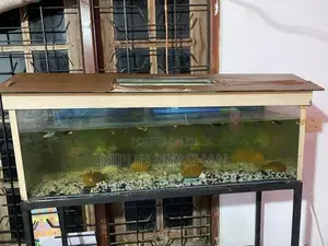 Fish Tank