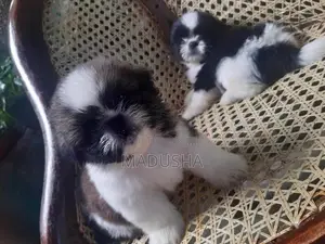 Shih Tzu Puppies
