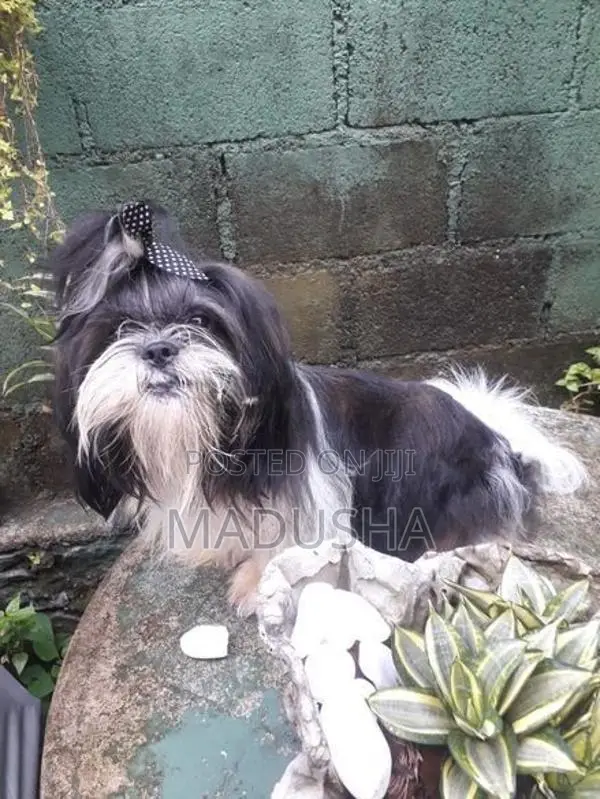 Shih Tzu Puppies