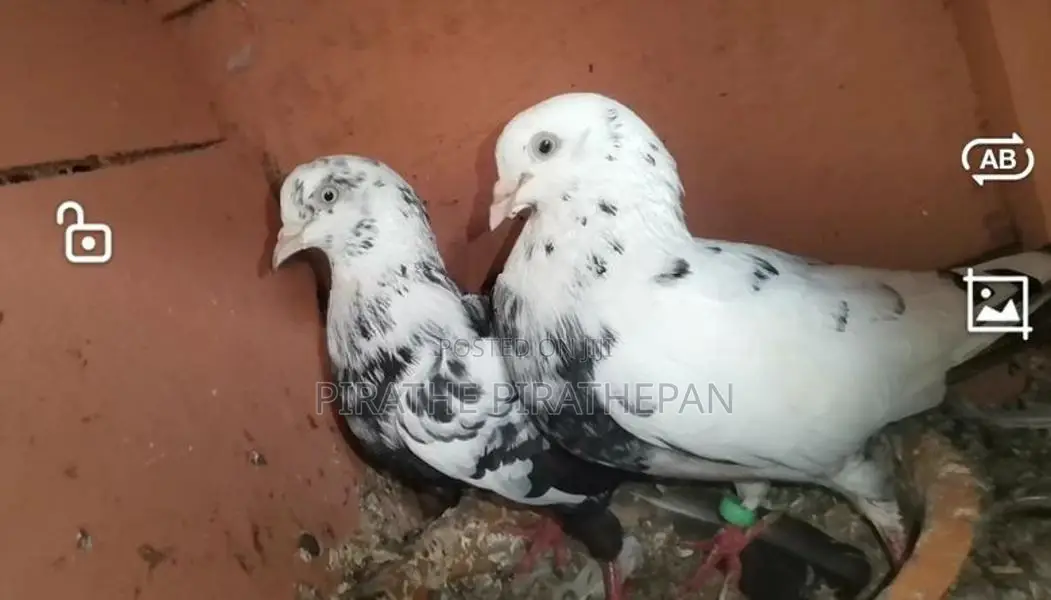 Timing Pigeons