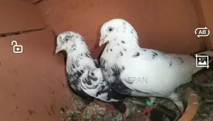 Timing Pigeons
