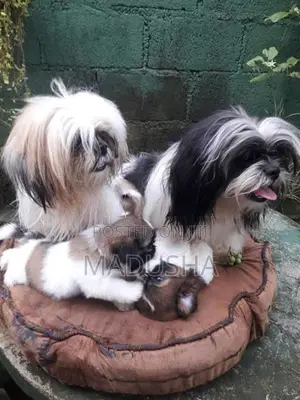 Shih Tzu Puppies
