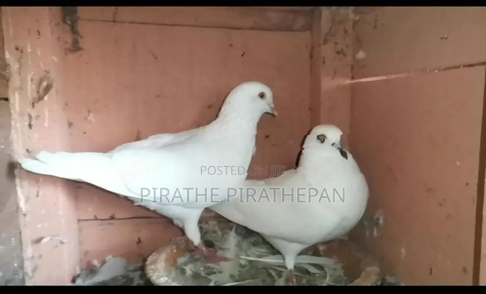 Timing Pigeons