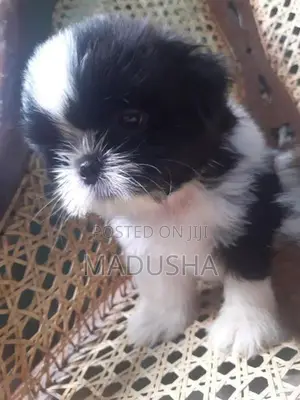Shih Tzu Puppies