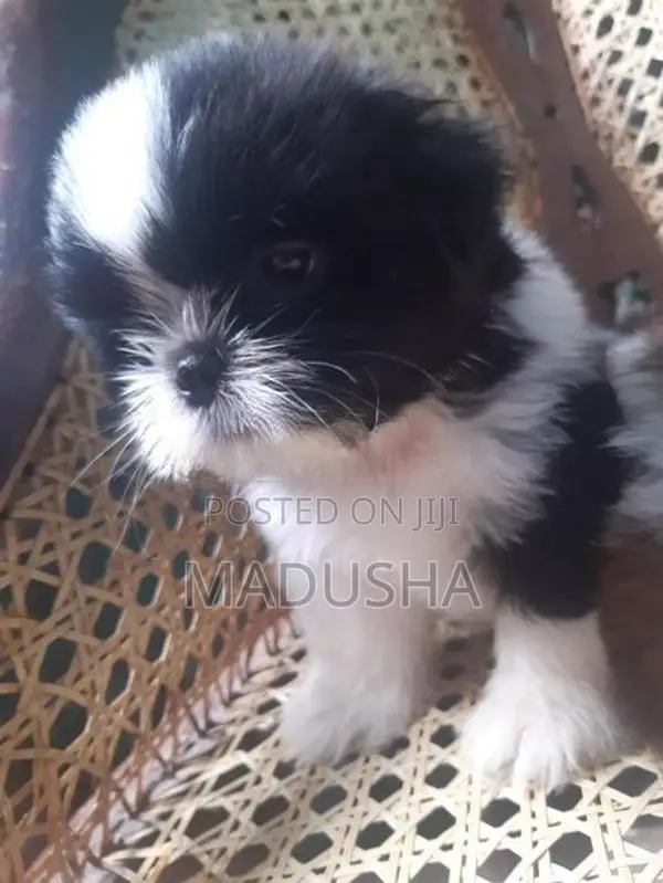 Shih Tzu Puppies
