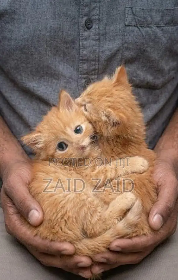 Ginger Persian Kittens