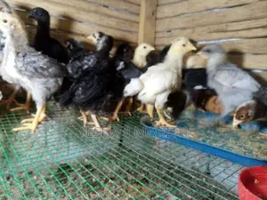 ගම් කුකුල් පැටවුන්