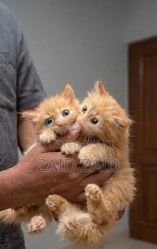 Ginger Persian Kittens