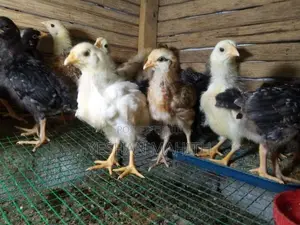 ගම් කුකුල් පැටවුන්