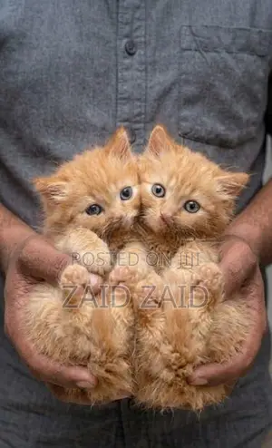 Ginger Persian Kittens