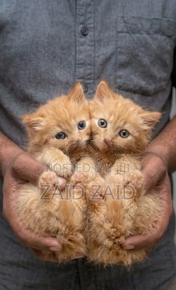 Ginger Persian Kittens