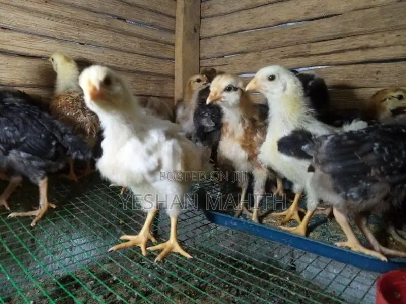 ගම් කුකුල් පැටවුන්
