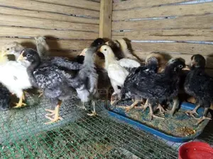ගම් කුකුල් පැටවුන්