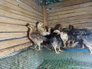 ගම් කුකුල් පැටවුන්