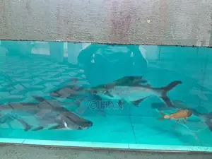 Cat Fish