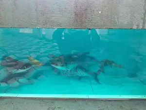 Cat Fish
