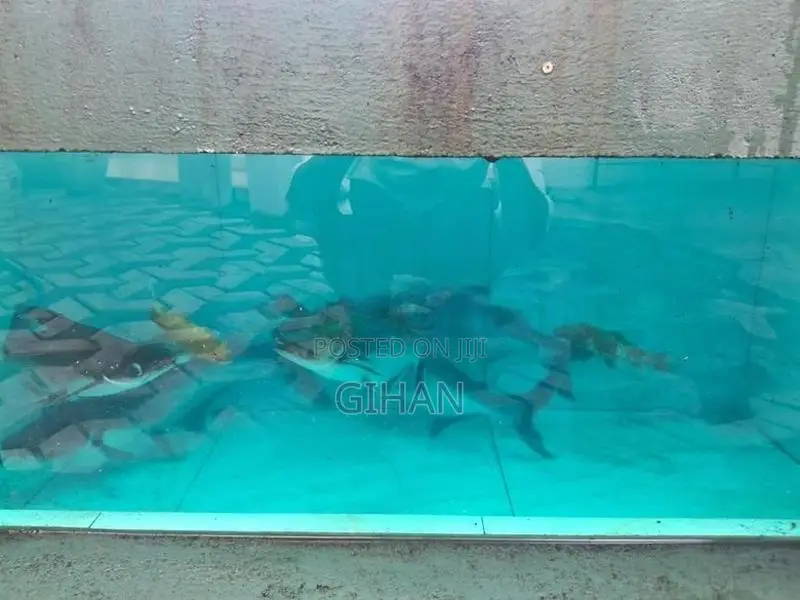 Cat Fish