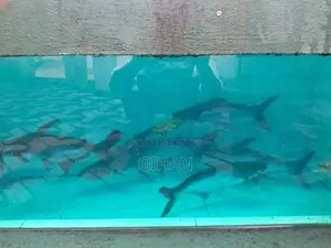 Cat Fish
