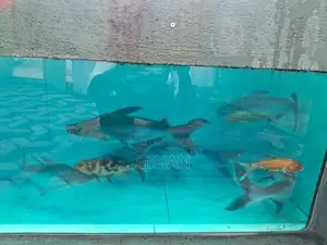 Cat Fish