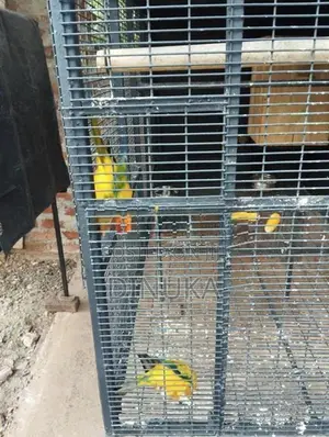 Sun Conure Bird