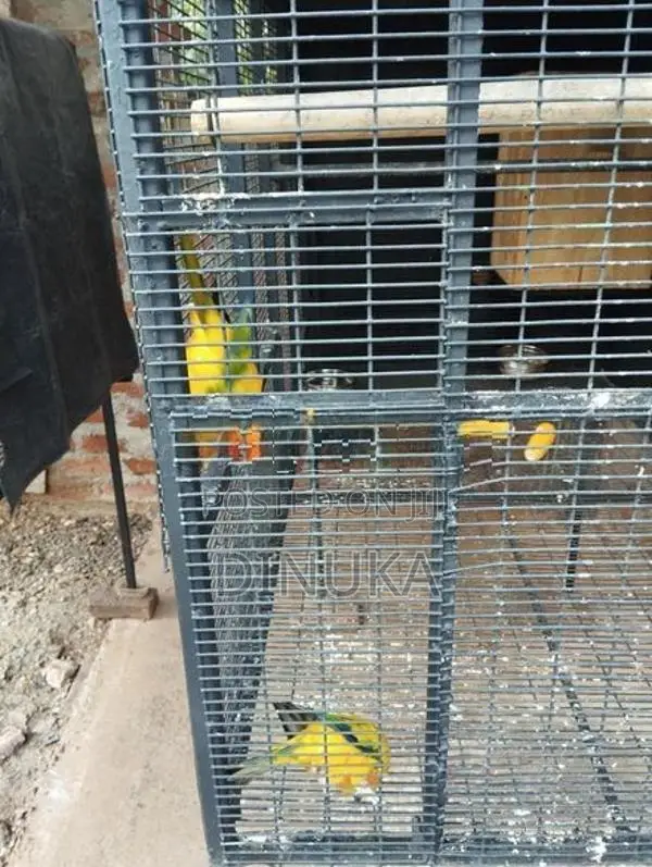 Sun Conure Bird