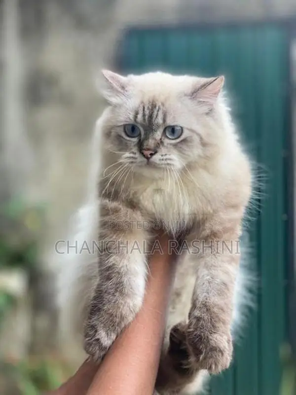 Persian Cat