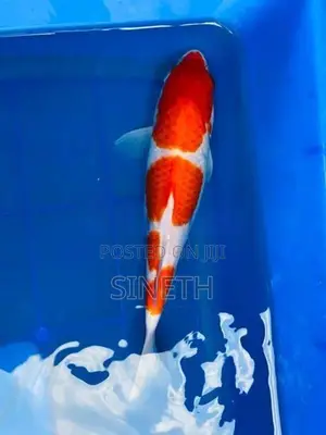 Koi Fish