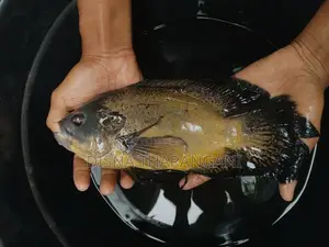 Oscar Fish