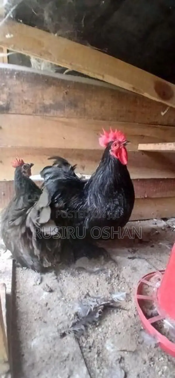 Cochin Kukulan