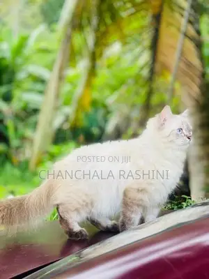 Persian Cat